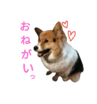 愛犬＆愛うさぎ（個別スタンプ：13）