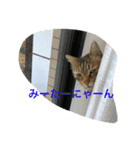 許したくなる猫語（個別スタンプ：5）