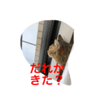 許したくなる猫語（個別スタンプ：8）