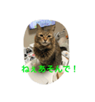 許したくなる猫語（個別スタンプ：10）