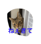 許したくなる猫語（個別スタンプ：11）