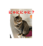 許したくなる猫語（個別スタンプ：13）