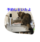 許したくなる猫語（個別スタンプ：14）