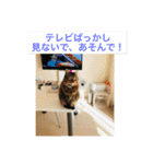 許したくなる猫語（個別スタンプ：16）