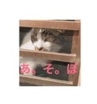 可愛い仲間たちです。（個別スタンプ：4）