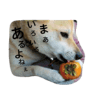 飼い犬のひとりごと（個別スタンプ：1）