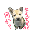 飼い犬のひとりごと（個別スタンプ：8）