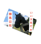 Association of horse（個別スタンプ：5）