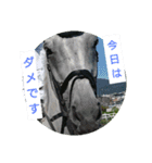 Association of horse（個別スタンプ：14）