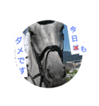 Association of horse（個別スタンプ：15）