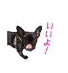 BULLさま（個別スタンプ：7）