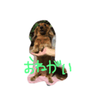 rururu.dog（個別スタンプ：5）