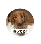 ココとナッツたまにブレス愛犬日常スタンプ（個別スタンプ：6）