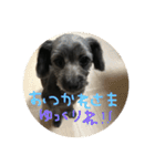 ココとナッツたまにブレス愛犬日常スタンプ（個別スタンプ：17）