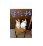 和気あいあいの猫（個別スタンプ：8）