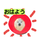 柴犬大好き！（個別スタンプ：1）