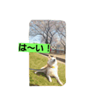 柴犬大好き！（個別スタンプ：5）