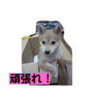 柴犬大好き！（個別スタンプ：6）