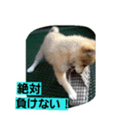 柴犬大好き！（個別スタンプ：7）