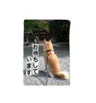 柴犬大好き！（個別スタンプ：9）