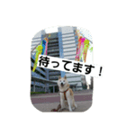 柴犬大好き！（個別スタンプ：10）