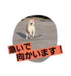 柴犬大好き！（個別スタンプ：11）