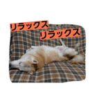 柴犬大好き！（個別スタンプ：12）