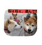 柴犬大好き！（個別スタンプ：13）