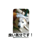 柴犬大好き！（個別スタンプ：14）