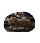 犬に前はゴン（個別スタンプ：2）