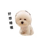 bichon frise daily life（個別スタンプ：3）