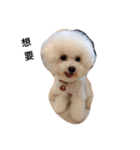 bichon frise daily life（個別スタンプ：4）