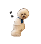 bichon frise daily life（個別スタンプ：5）