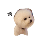 bichon frise daily life（個別スタンプ：7）