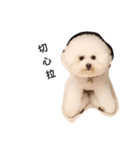 bichon frise daily life（個別スタンプ：9）