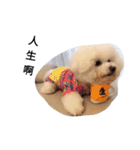 bichon frise daily life（個別スタンプ：12）