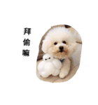 bichon frise daily life（個別スタンプ：14）