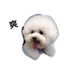 bichon frise daily life（個別スタンプ：15）