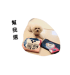 bichon frise daily life（個別スタンプ：16）