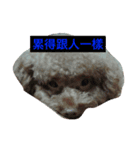 Poodle Oreo（個別スタンプ：3）