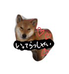 柴犬♡いぶきの犬生（個別スタンプ：8）