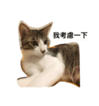 Miss Wang has three cats in her family.（個別スタンプ：4）