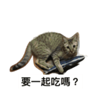 Miss Wang has three cats in her family.（個別スタンプ：10）