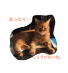 crazy cats1（個別スタンプ：1）