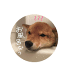 柴犬こむぎちゃんスタンプ（個別スタンプ：4）