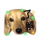 喜怒哀楽犬（個別スタンプ：3）