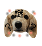 喜怒哀楽犬（個別スタンプ：5）