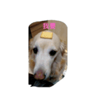 Dog's life day（個別スタンプ：4）