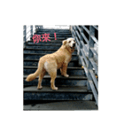 Dog's life day（個別スタンプ：7）