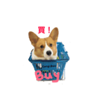 Corgi.Bao 2（個別スタンプ：1）